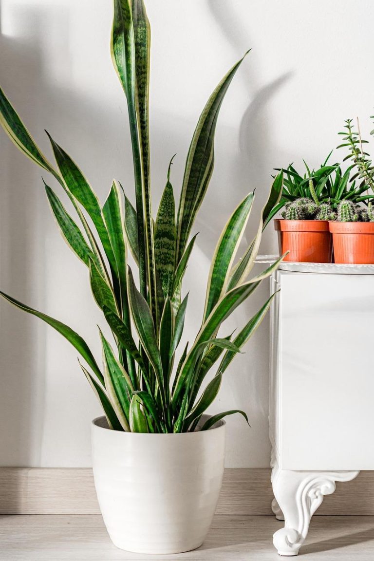 Gezonde Ficus-kamerplant in pot als ideale eerste kamerplant voor beginners met groene bladeren